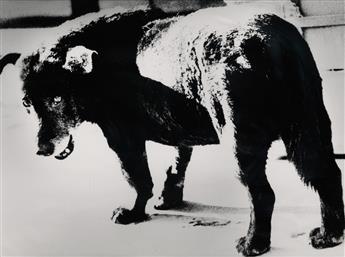DAIDO MORIYAMA (1938- ) Stray Dog, Misawa.